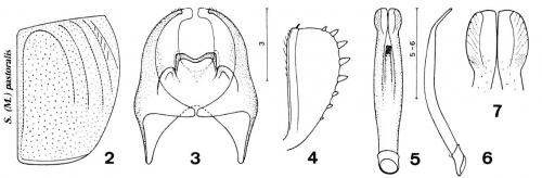 Réf. 245 192 : Microsaprinus pastoralis
